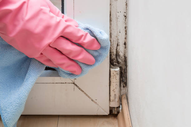 Mold Removal and Inspection in Norridge, IL